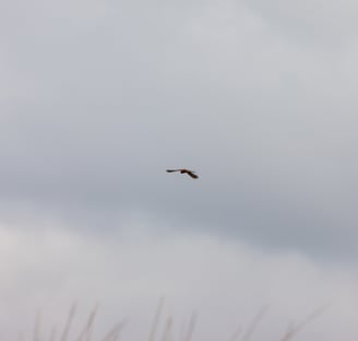 Hawk hunting in the wild