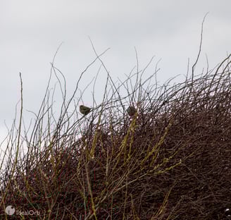 Sparrows sitting on tree branches