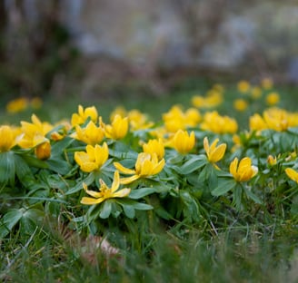 Beautiful yellow flowers in nature