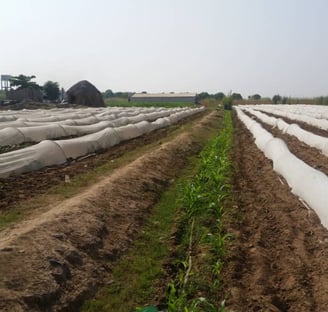 a man standing in a field with a bunch of plants