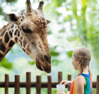 a giraffe is standing next to a fence