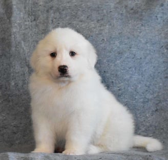 Dogs & Puppies for sale SA - South Africa