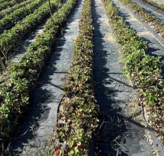 Cultivo de fresa en surco con enfermedades