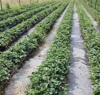 Cultivo de fresa en surcos sano después de usar Providencial 15:5