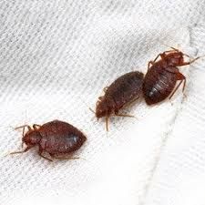 Bed Bugs are tiny with a big bite.