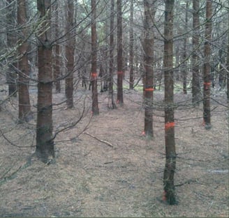 Technique forestière , martelage