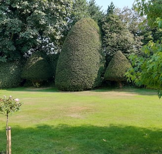 hedge trimming