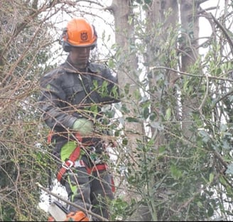 tree thinning