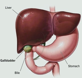 gallbladder