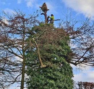 ivy removal