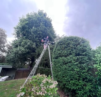 trimming a large hedge