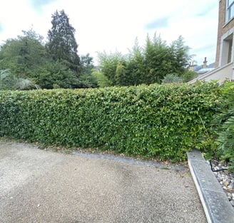 small hedge trimmed