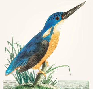 oiseau coloré avec un long bec pour le contact