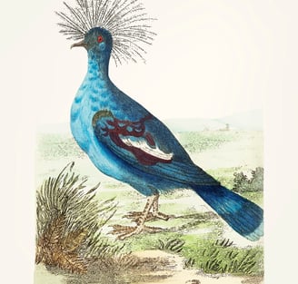 oiseau bleu altier avec une houpette