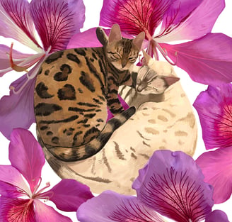 NAMOOSHKA Bengal cats cuddling art print