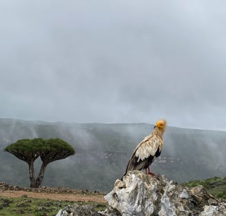 Socotra island tour Egyptian vulture dragon blood tree