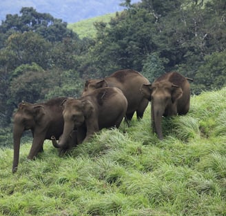 Kerala elephants roaming in wild.