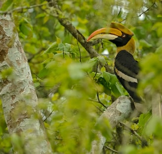 Bird Watching at Thattekkad - Where Birds Rule the Roost