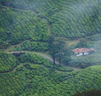 Tea plantation at Munnar, Kerala.