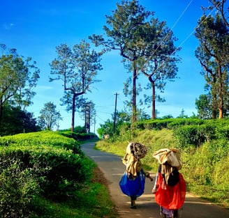 Tribals walking with log woods at Wayanad