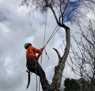 tree dismantling