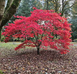 tree planting advice