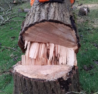 tree felling