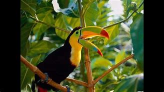 Toucan bird. Are just one of the many exotic species.