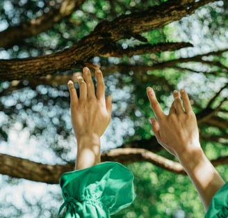 a person reaching up into a tree