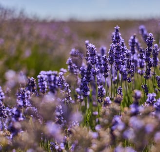 Wholesale supply of premium Bulgarian lavender essential oil for your business.