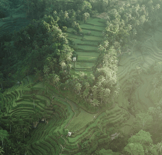 a large amount of trees and grass in a lush green field