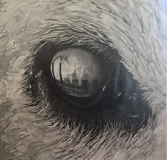 Oeil d'ours