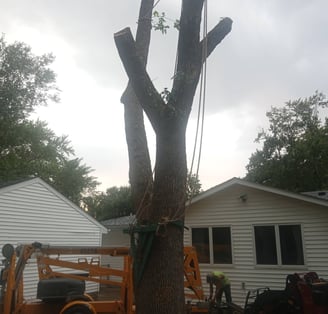 Ash tree removal in Bloomington. Lost to EAB.