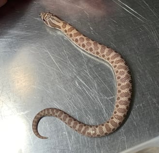 Lavender male hognose