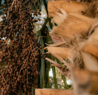 Frutos tropicais e folhas secas simbolizando fertilidade, abundância e conexão com o natural