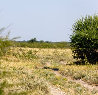 a zebra is standing in the grass near a bush