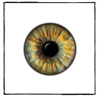 iris foto, Einzeliris, weißer Hintergrund, Auge, Macroaufnahme
