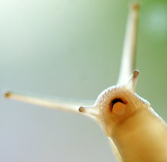 a snailling with a very large white snail
