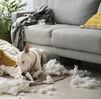 a dog laying on a rug in a living room