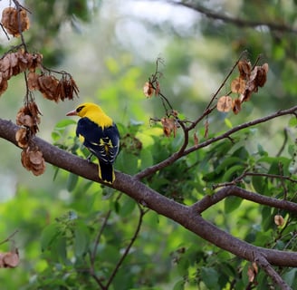 Netravali wildlife sanctuary: Hidden Gems in Goa