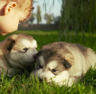bimbo con cuccioli di alaskan malamute