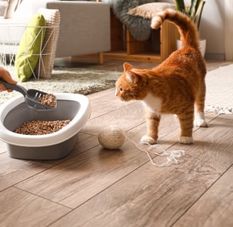 a person scooping cat litter while cat watches