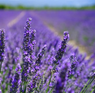 lavender flowers in lavender fields
