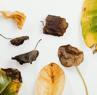 Several dropped houseplant leaves