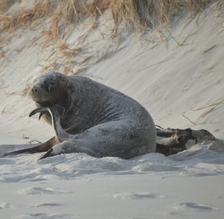 Sea lion