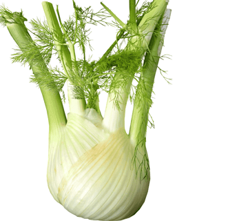 Fresh fennel with feathery green leaves, showcasing their crisp white layers and vibrant foliage