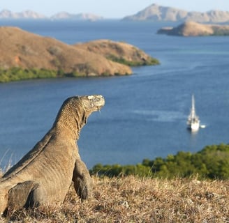 Taman Nasional Komodo_banner