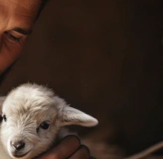 Exploring the Healing Power of Animals