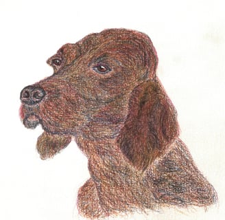 A setter dog