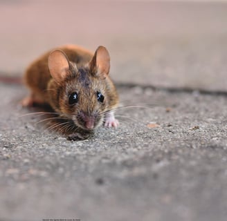 a mouse mouse rat rat rat rat rat rat rat rat rat rat rat rat rat